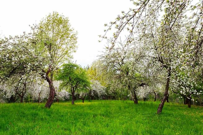 Okazja! Działka rolno-rekreacyjna