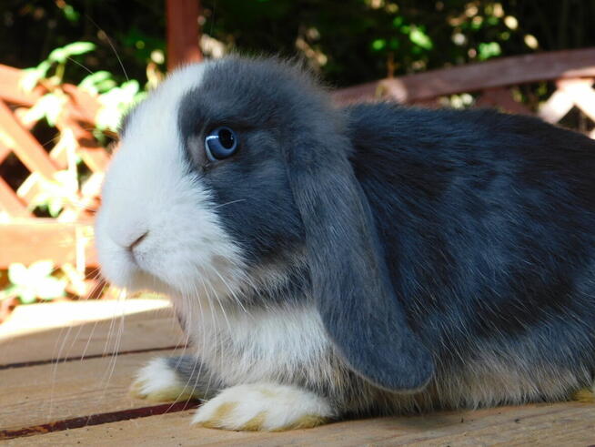 Samczyki mini lop niebiesko białe
