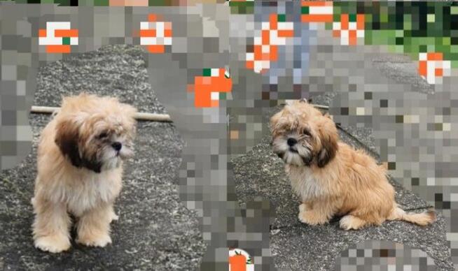 Lhasa apso kuzyn shih tzu