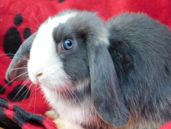 Samczyki mini lop niebiesko białe