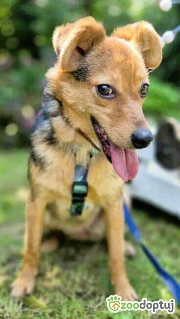 ROZALKA - nieduża, kochana sunia czeka na dom