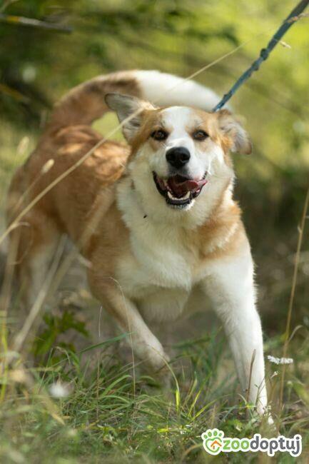 CEZAR - piękny, młody psiak za kratami, ADOPTUJ!