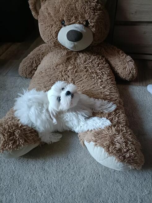 Szczeniaki Maltańczyk