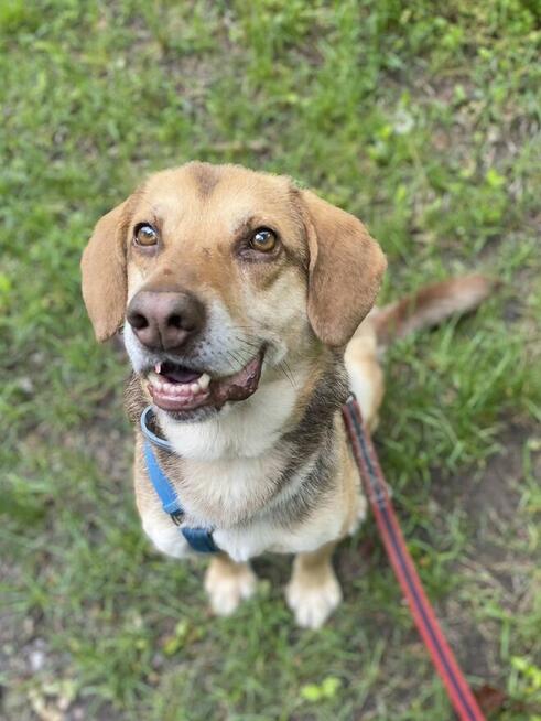 Halik - wspaniały, zrównoważony pies szuka domu!