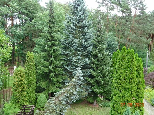 Dom wśród zieleni przy lesie