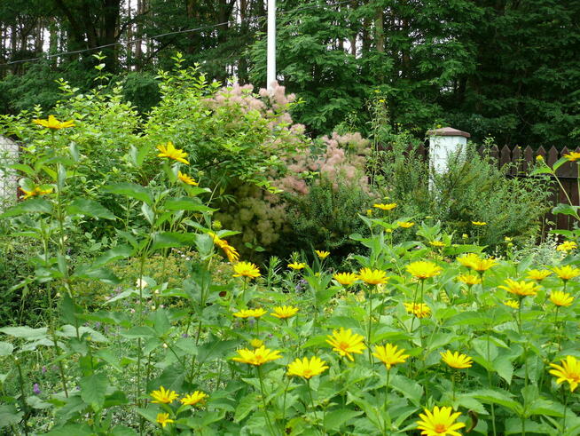 Dom wśród zieleni przy lesie