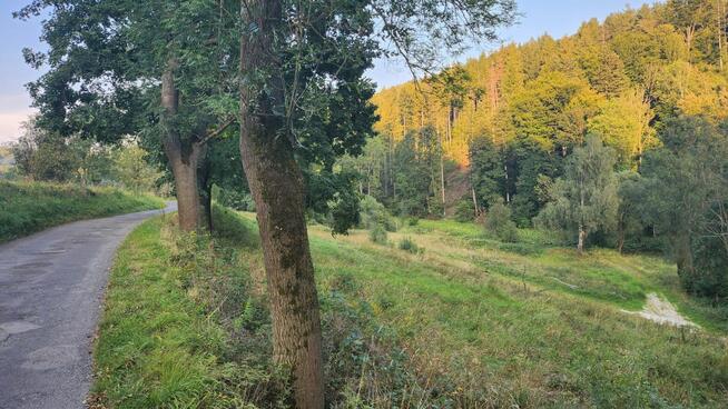 Działka o powierzchni 1,65 ha w miejscowości Lutynia