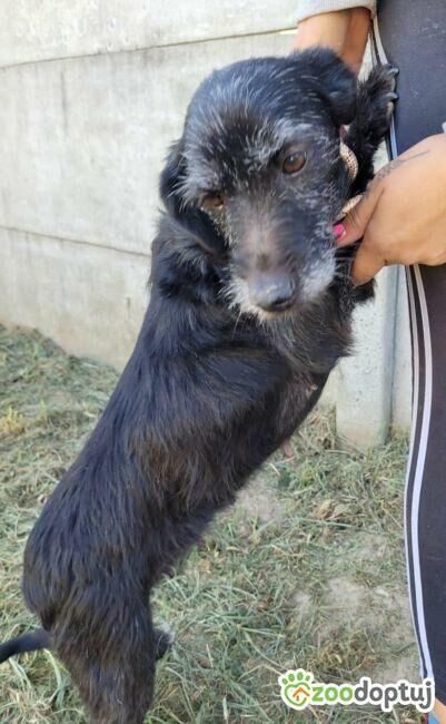 SZIRA - mini wyżełka szuka najlepszego domu