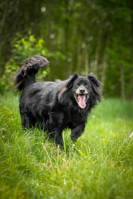 Leopold - cudowny, przyjazny kudłacz