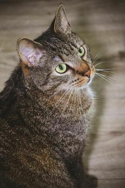 JIM szuka domu bury kotek adopcja burasek kocur dom