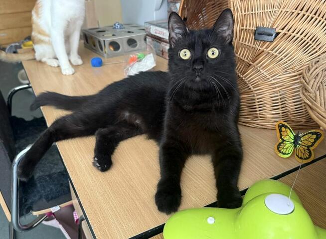 Paproszka śliczna koteczka czeka na dom