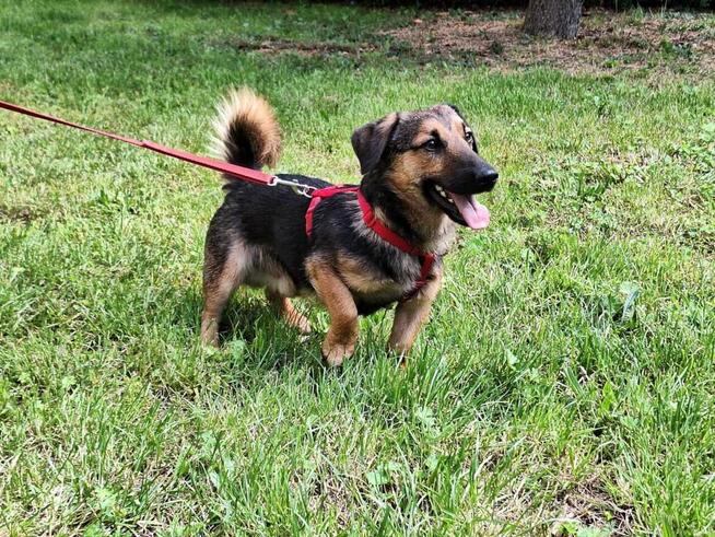 Kapsel - młody, niewielki, przyjazny, rodzinny