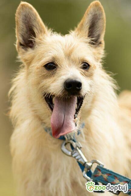 MIKI - cudowny 2 letni psiak do adopcji