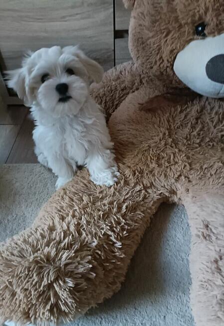 Szczeniaki Maltańczyk