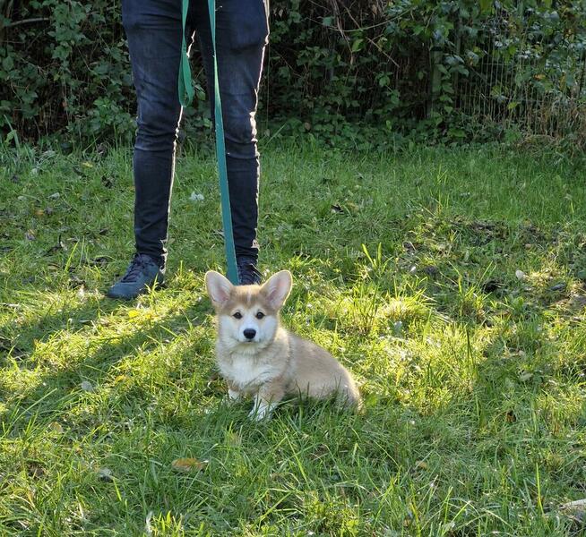 szkolenie psów Myślenice i okolice