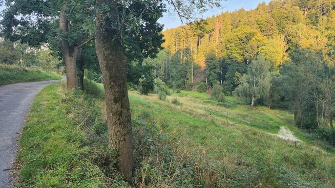 Działka o powierzchni 1,65 ha w miejscowości Lutynia