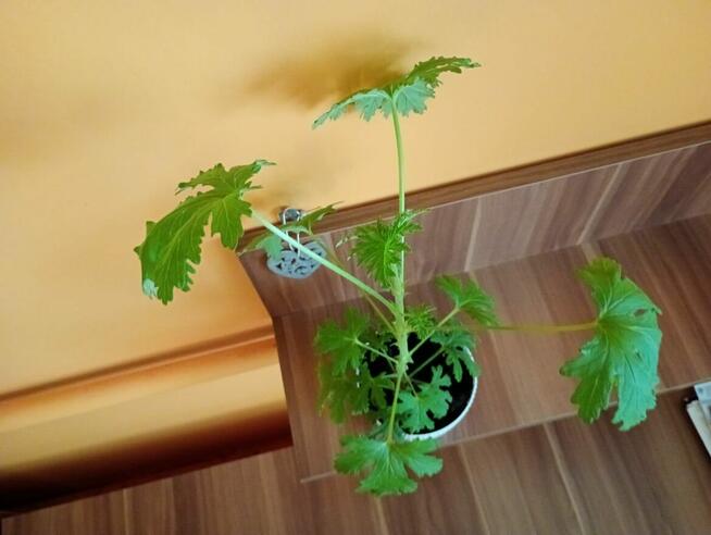 Sprzedam 1 Geranium (Anginkę)