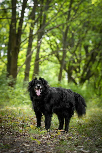 Leopold - cudowny, przyjazny kudłacz