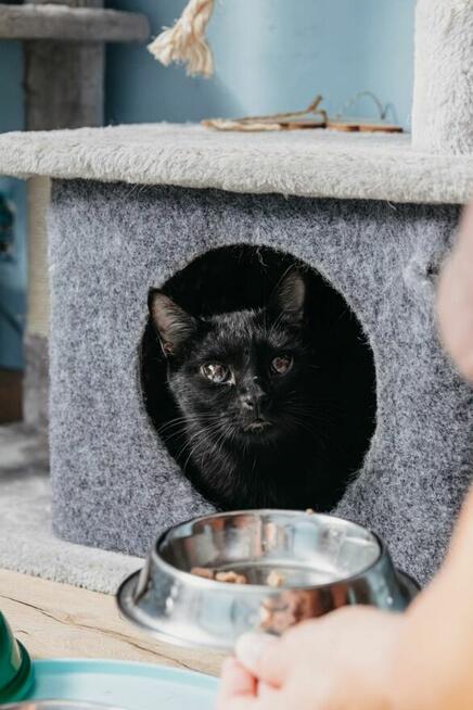 Niedowidząca INKA szuka domu czarna kotka adopcja adoptuj PL