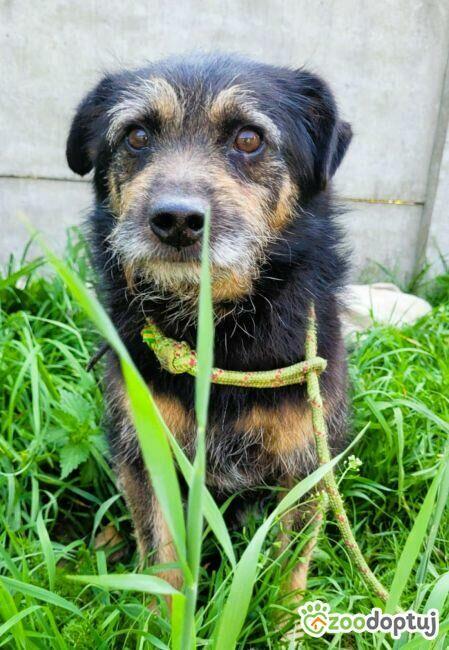 BRONUŚ - kochany psiak w typie terriera do adopcji