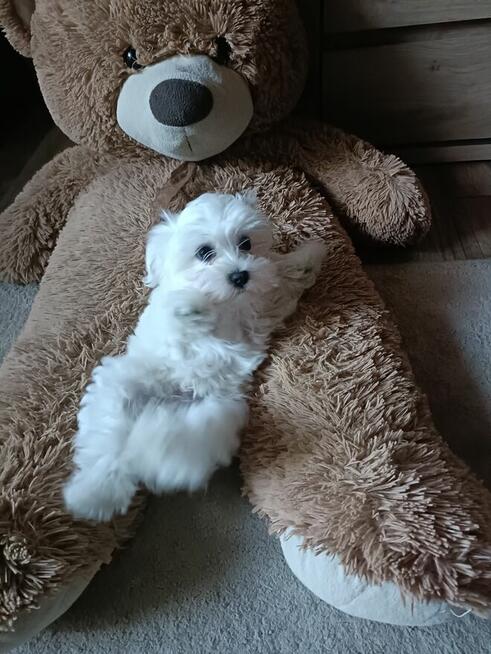 Szczeniaki Maltańczyk