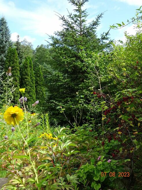 Dom wśród zieleni przy lesie