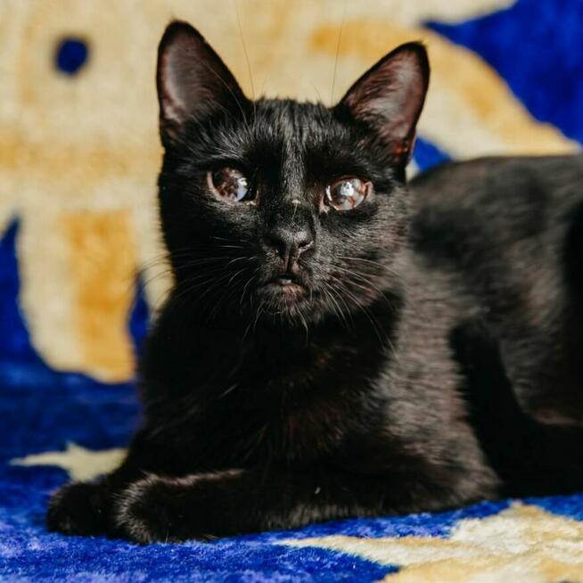 Niedowidząca INKA szuka domu czarna kotka adopcja adoptuj PL