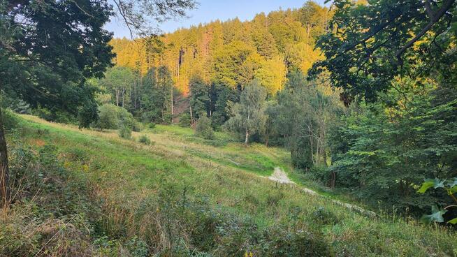 Działka o powierzchni 1,65 ha w miejscowości Lutynia