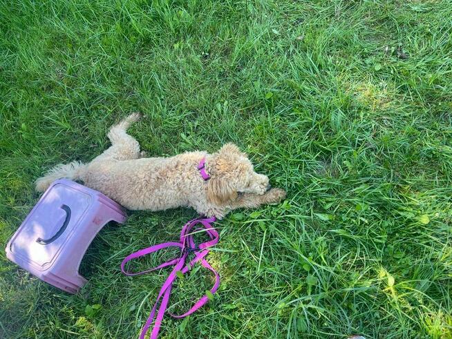 szkolenie psów Myślenice i okolice