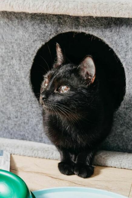Niedowidząca INKA szuka domu czarna kotka adopcja adoptuj PL