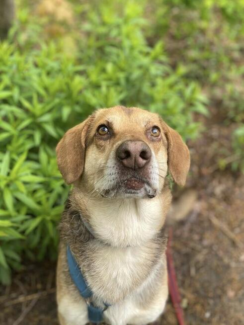 Halik - wspaniały, zrównoważony pies szuka domu!