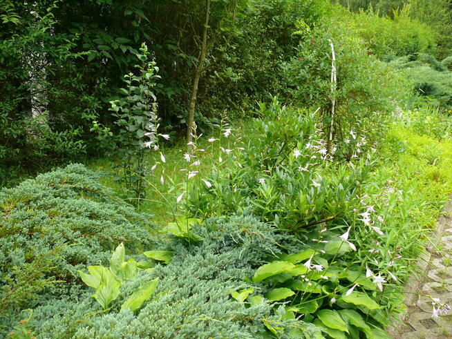 Dom wśród zieleni przy lesie