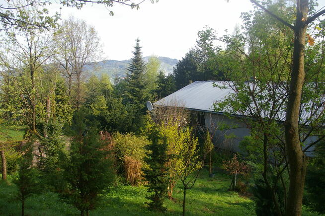 Przyjmę do domu