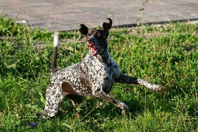 szkolenie psów Myślenice i okolice