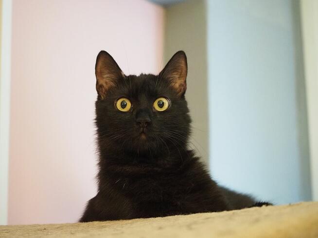 Paproszka śliczna koteczka czeka na dom