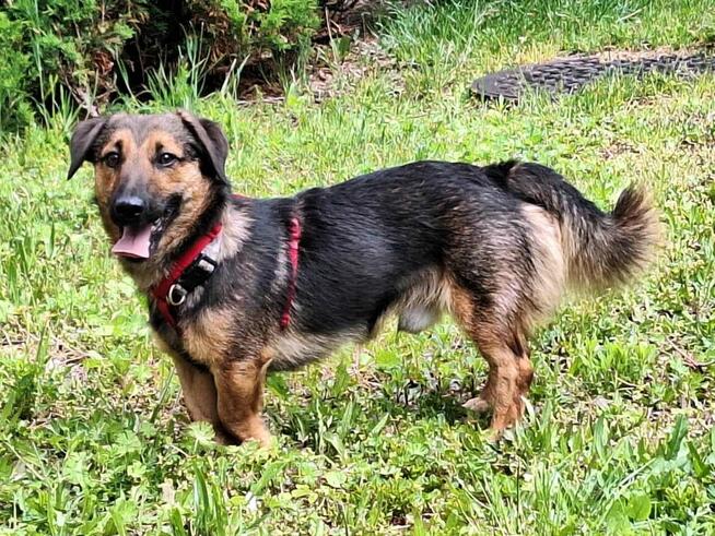 Kapsel - młody, niewielki, przyjazny, rodzinny