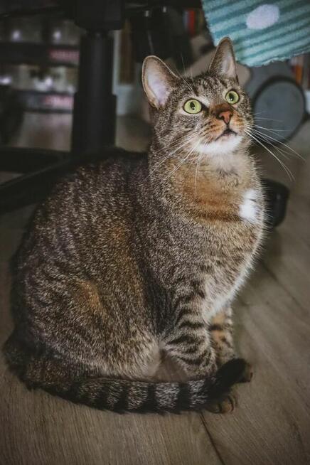 JIM szuka domu bury kotek adopcja burasek kocur dom