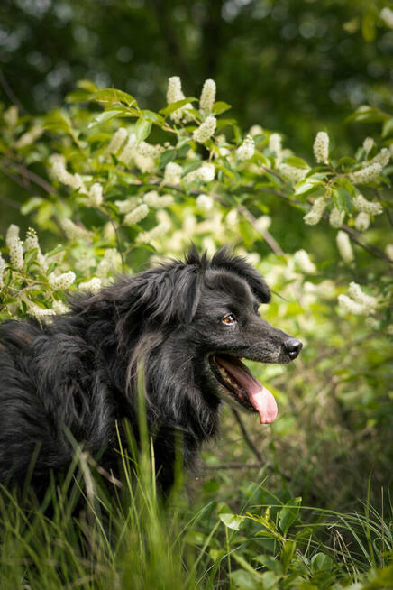 Leopold - cudowny, przyjazny kudłacz