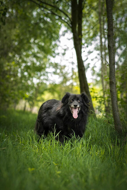 Leopold - cudowny, przyjazny kudłacz