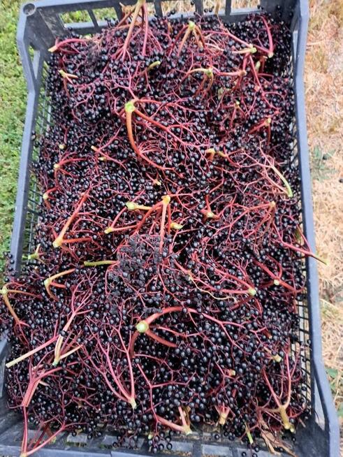 Owoce dzikiego bzu , sprzedam