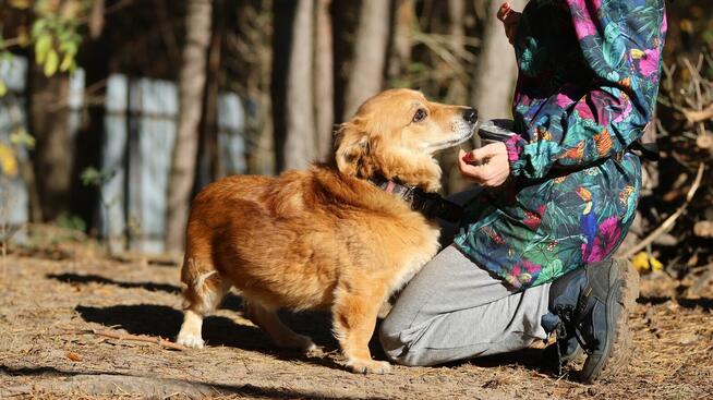 Red - niewielki, nieśmiały psiak szuka domu!