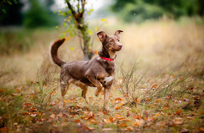 Bezi - nakolankowa, wesoła iskiereczka szuka domu!