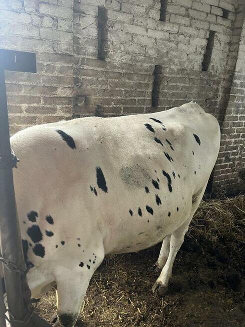 Jałówki wysokocielne