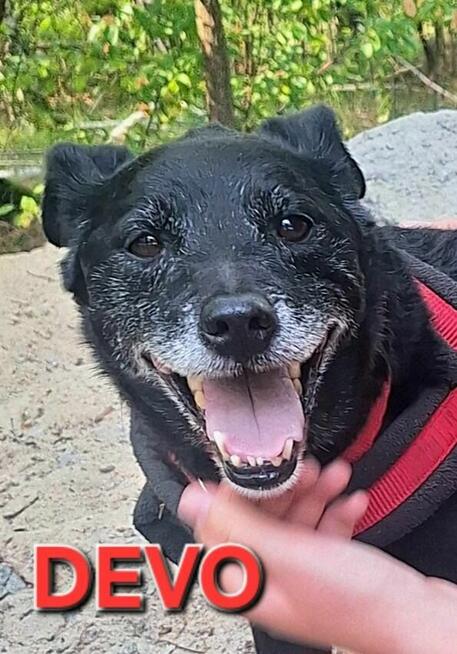 Devo i Devi BŁAGAJĄ o dom!