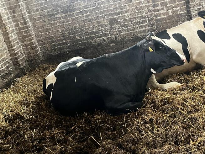 Jałówki wysokocielne