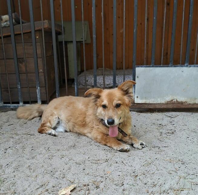 Red - niewielki, nieśmiały psiak szuka domu!