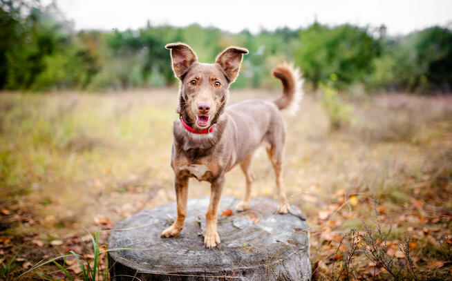 Bezi - nakolankowa, wesoła iskiereczka szuka domu!