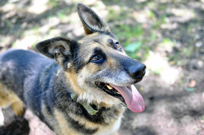 Horaś - mądry, wesoły ONek szuka domu!