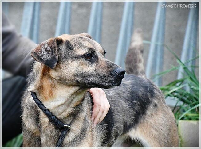 Banzai – od razu się z Tobą zaprzyjaźni, daj mu szansę