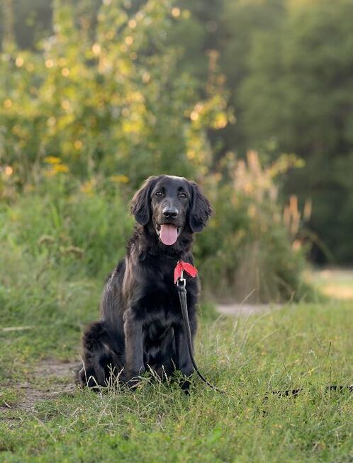 Hovawart - szczeniaki z rodowodem ZKWP - FCI